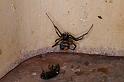 Latrodectus_hasselti_D3586_Z_88_Nyang Station_Australie